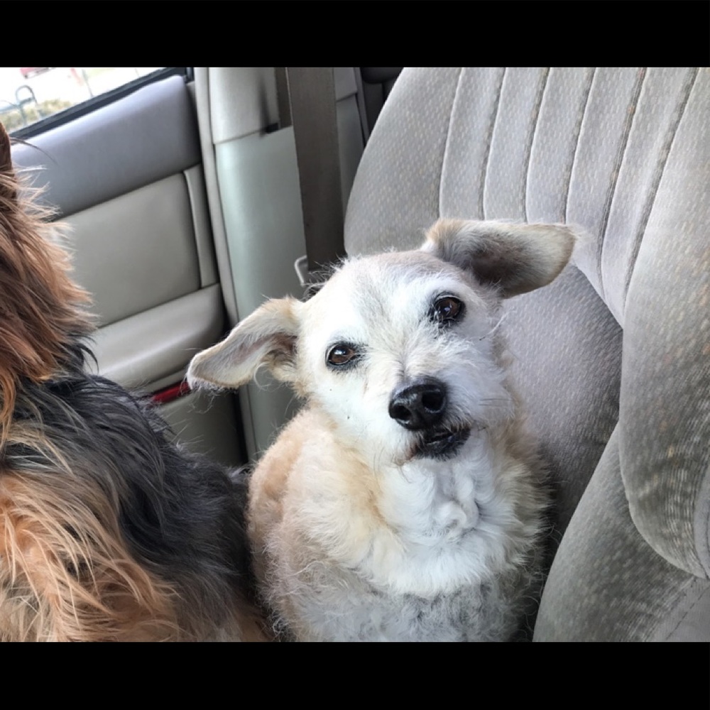 Meet your Posher, Layla